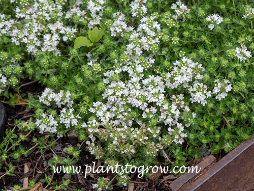 White Moss Thyme (Thymus praecox albiflorus)
August 4